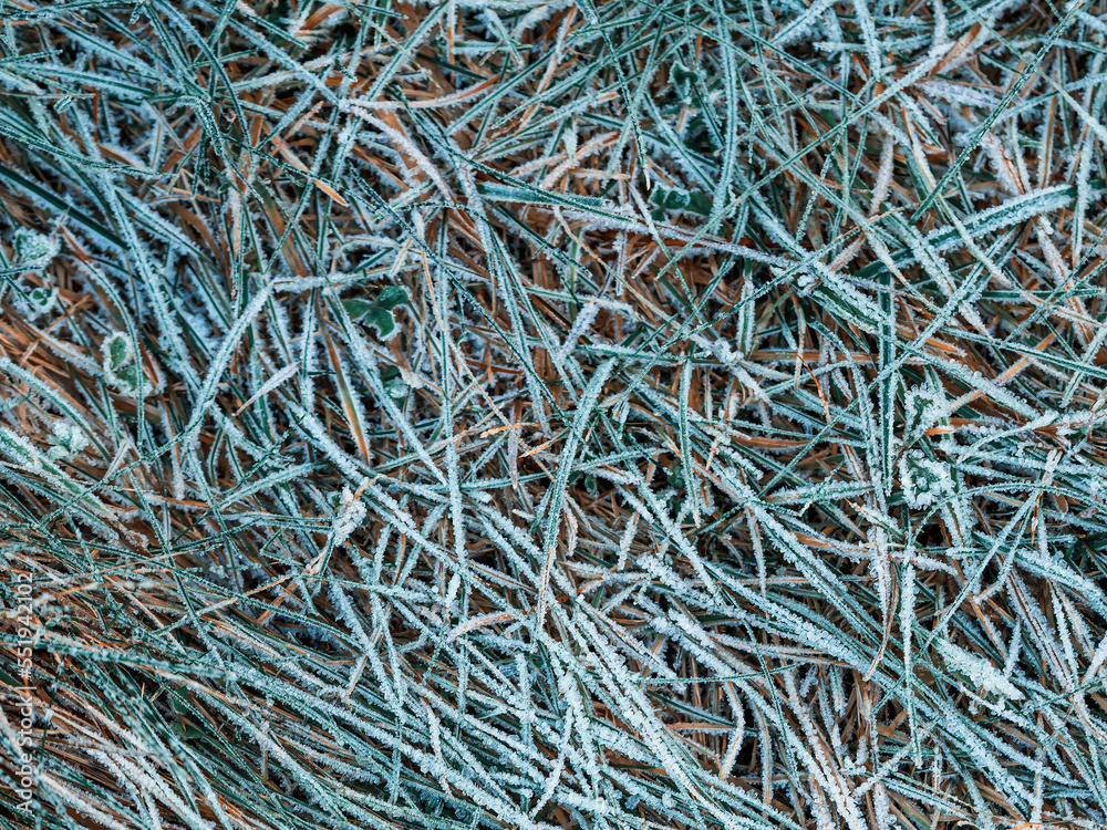 The grass is covered with frost. Beautiful natural background with hoarfrost on the grass. Ground texture with frozen meadow plants. Rime ice on blades of grass during frosts. Cold weather. The grass is covered with frost. Beautiful natural background with hoarfrost on the grass. Ground texture with frozen meadow plants. Rime ice on blades of grass during frosts. Cold weather.