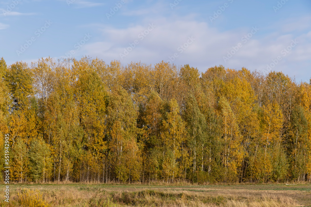 Fototapeta premium Yellowing birch foliage in October