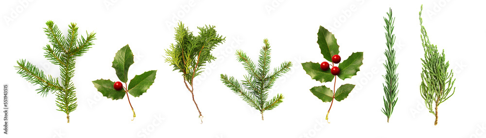 Set of Christmas plants with berries on white background.. Spruce, holly, pine, thuja, rosemary, cedar. Set of Christmas plants with berries on white background.. Spruce, holly, pine, thuja, rosemary, cedar.
