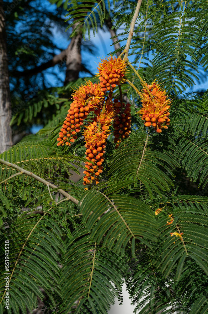 Orange and Yellow Tree Flowers with Green Leaves Behind.