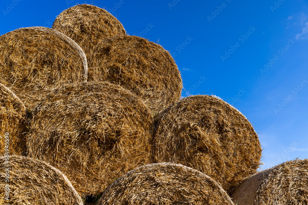An agricultural field where wheat crops are harvested and straw stacks are stored An agricultural field where wheat crops are harvested and straw stacks are stored