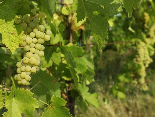 Wallpaper Mural Bunches of fresh grapes growing in vineyard on sunny day Torontodigital.ca
