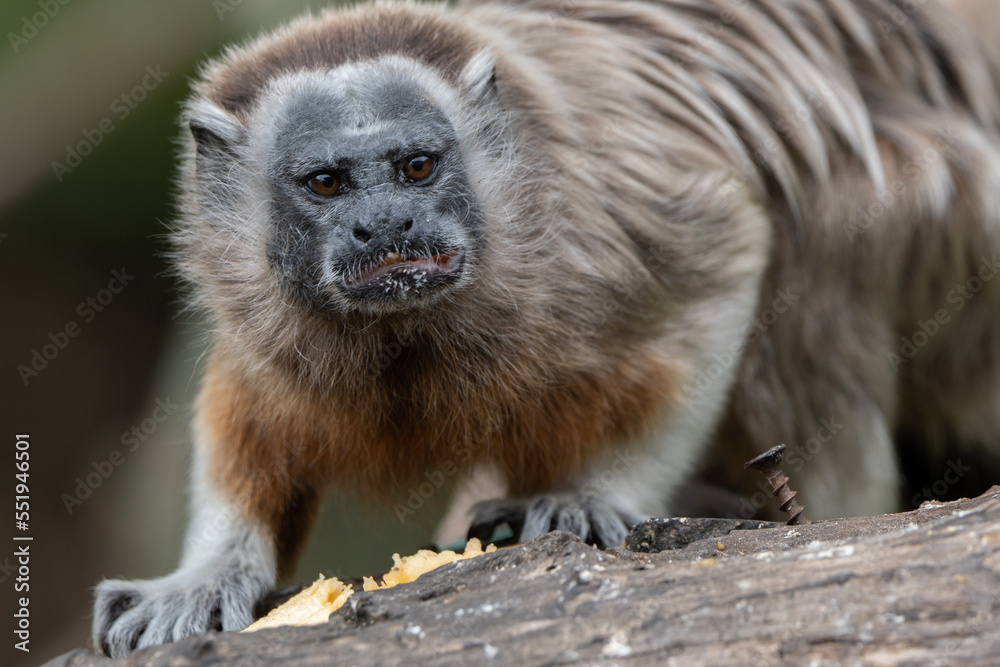 Naklejka premium Tití Antioquia Colombia - Colombian Monkey