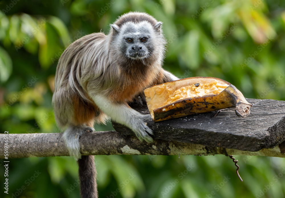 Naklejka premium Tití Antioquia Colombia - Colombian Monkey