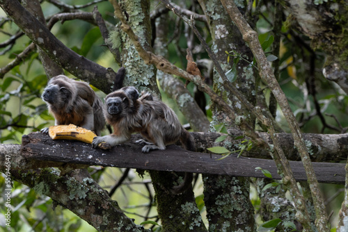 Tití Antioquia Colombia - Colombian Monkey