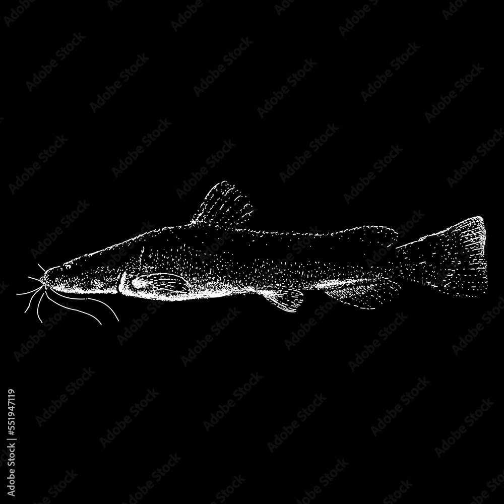 Flathead Catfish hand drawing vector isolated on black background.