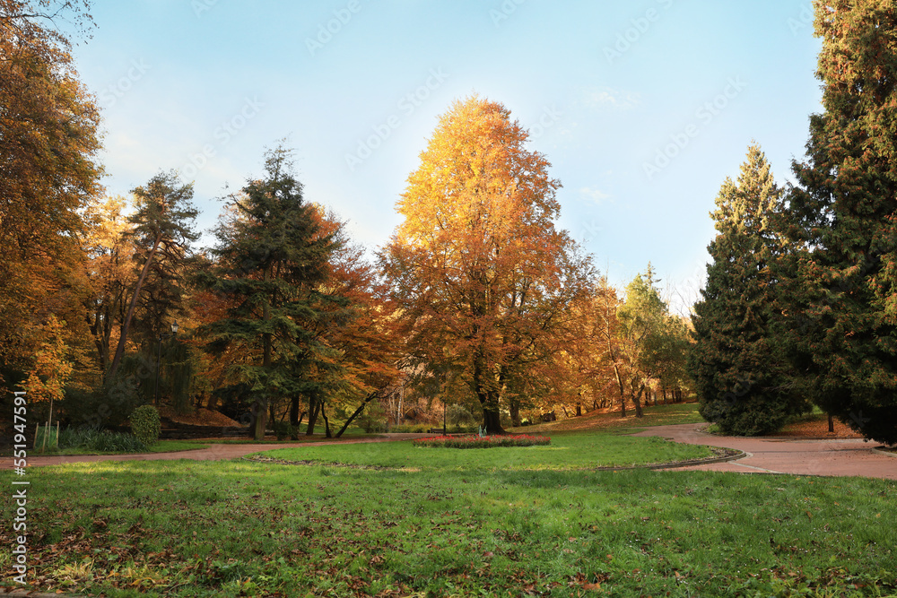 Beautiful yellowed trees and paved pathway in park Beautiful yellowed trees and paved pathway in park