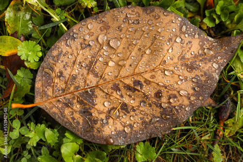 Beautiful yellowed leaf with dew on green grass, top view