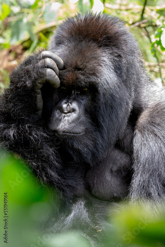 The endangered mountain gorillas (Gorilla beringei beringei) of Rwanda.