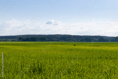 Wheat field with unripe wheat swaying in the wind