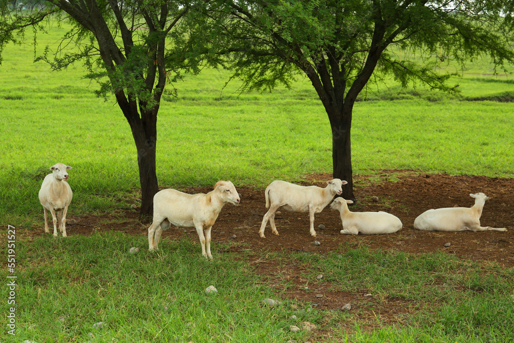 Beautiful white sheep on green grass in safari park Beautiful white sheep on green grass in safari park