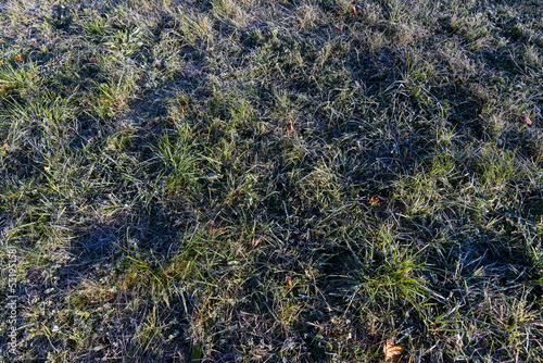 green grass in frost in the morning