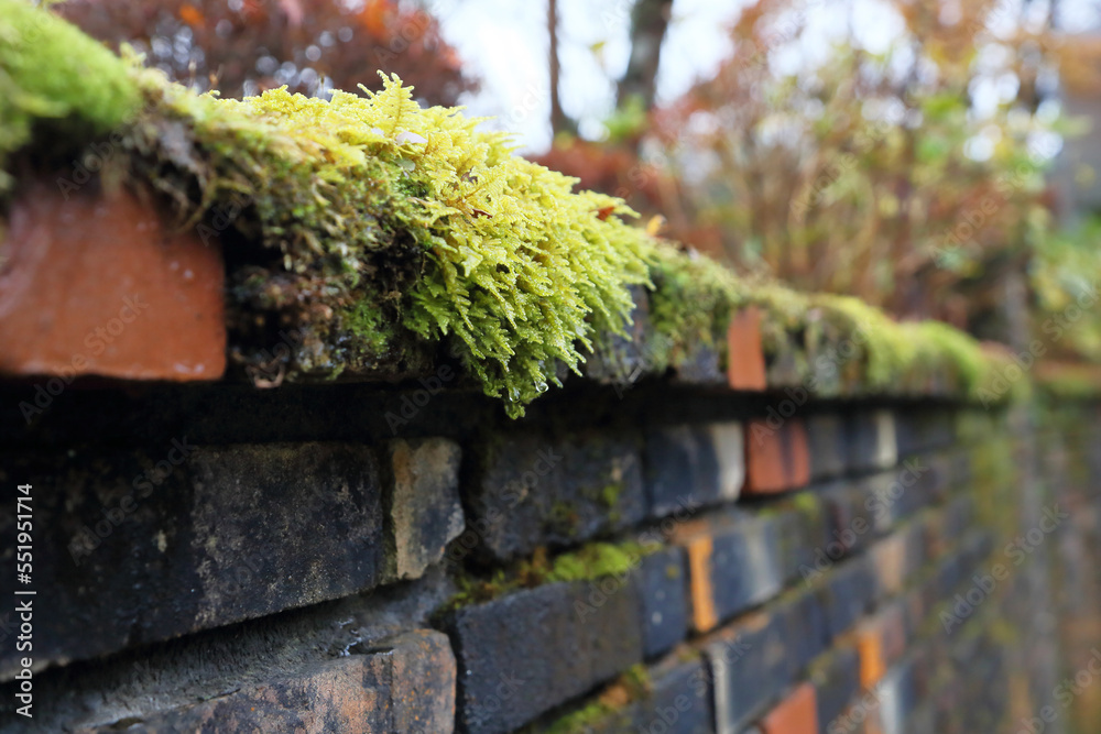 Common fern moss growing on a brick wall (scientific name: Thuidium delicatulum)