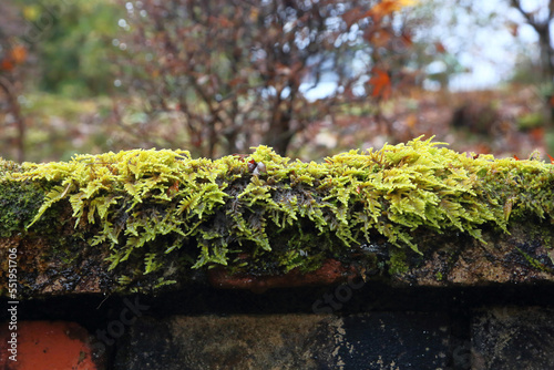 Common fern moss on bricks. (scientific name: Thuidium delicatulum) photo