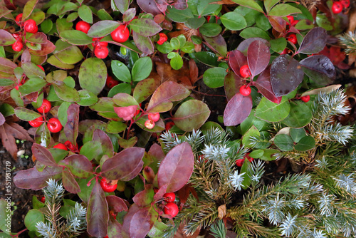 Checkerberry berries stand out against the oval green leaves. The fir leaf with its face peeking through makes us feel the arrival of winter. photo