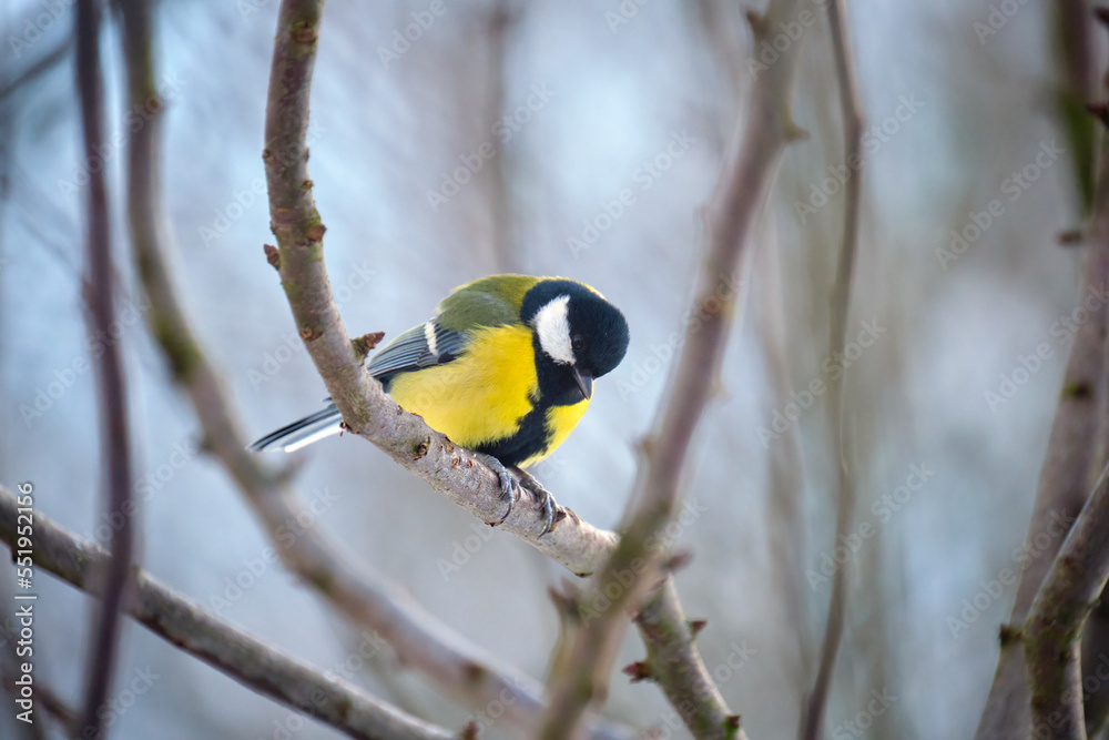 Naklejka premium Yellow wild tit bird perching on tree branch on cold winter day