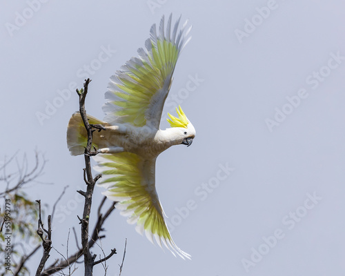A large white parrot with a distinctive sulphur-yellow crest, a dark grey-black bill and a yellow wash on the underside of the wings known as the Sulphur-crested Cockatoo (Cacatua galerita) photo