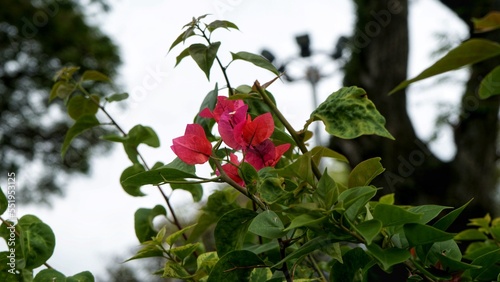 Pink Bougainvillea bush