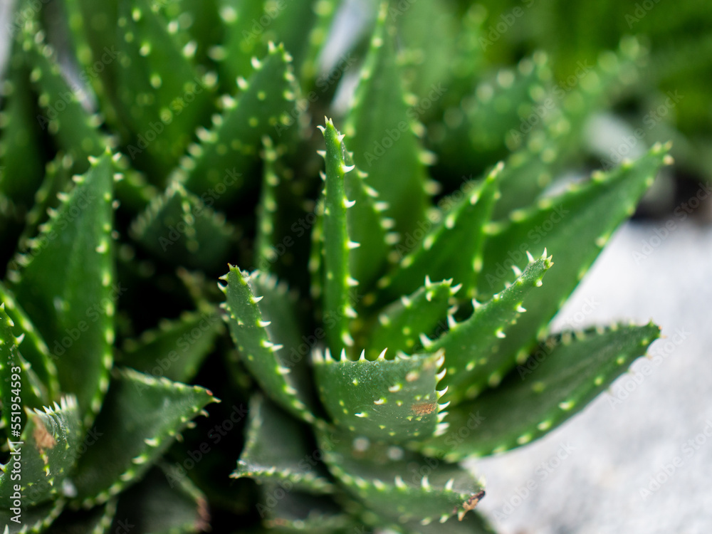 Planta Suculenta Acercamiento Planta Suculenta Acercamiento