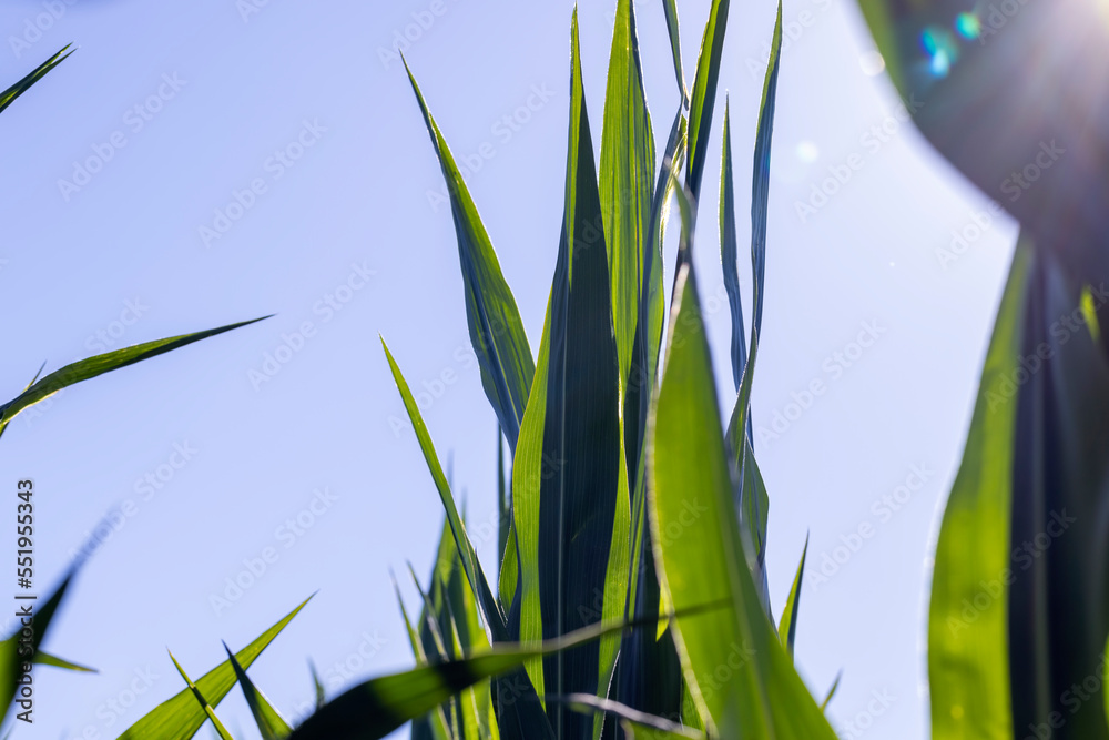 Obraz premium Green corn illuminated by sunlight