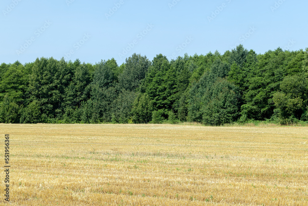 ripe wheat harvest in summer ripe wheat harvest in summer