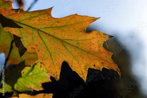 Orange oak foliage close up