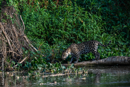Jaguar looking down into the water of the river from a fallen tree