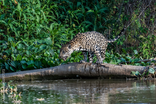 Jaguar poised to jump into the river from a fallen log