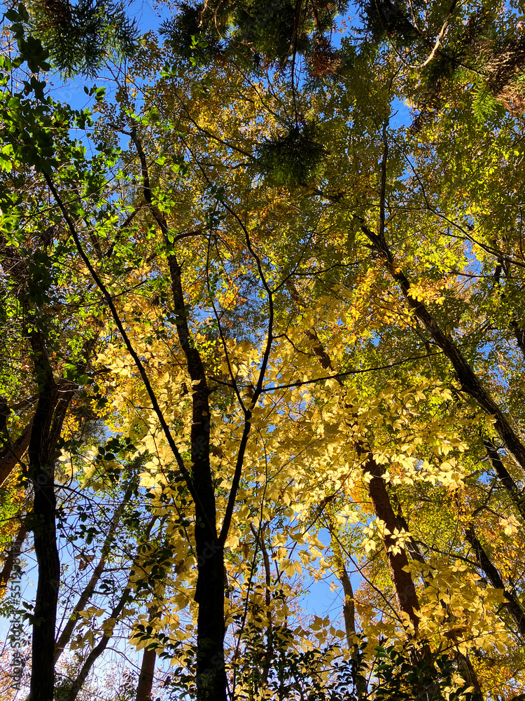 autumn trees with yellow and light green leaves in the forest