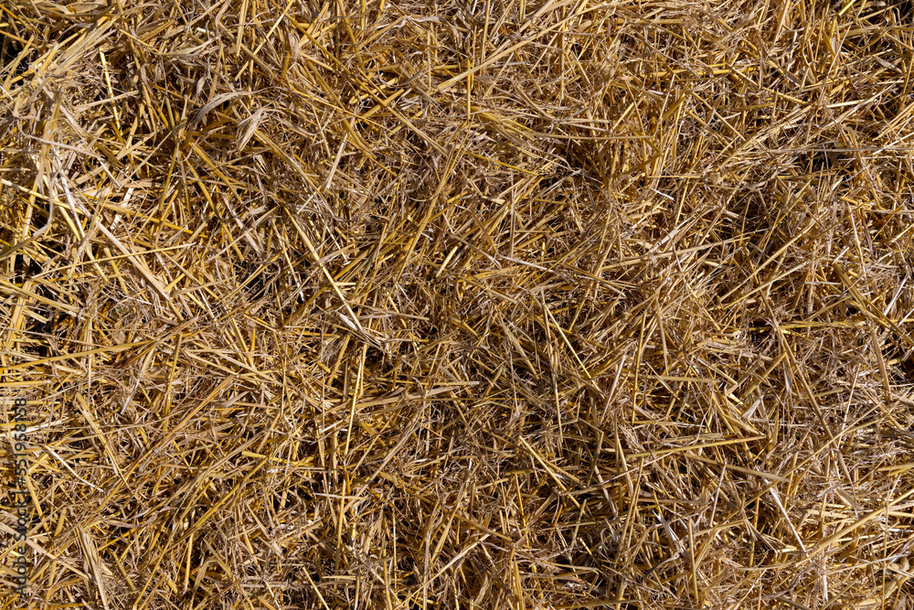 Yellow-golden straw in the field after harvesting Yellow-golden straw in the field after harvesting