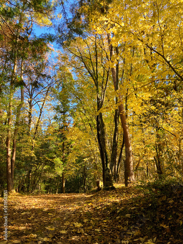 autumn in the forest with yellow leaves