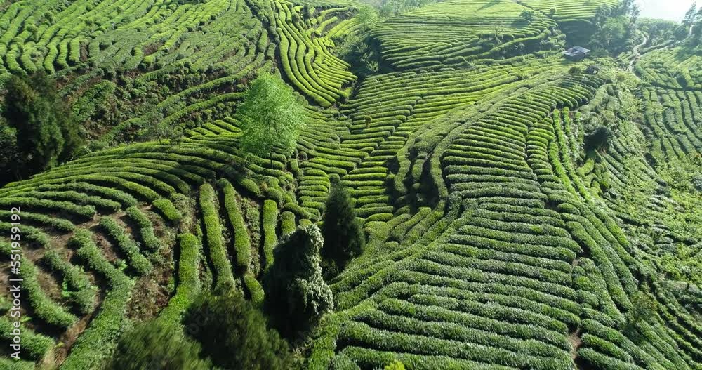 Aerial landscape of green tea farm in the mountain at Sichuan China in spring sunny day