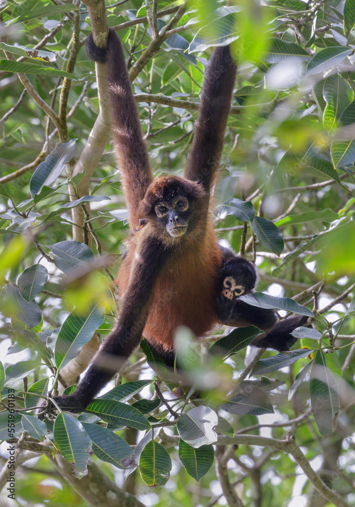 Photo & Art Print Black-handed or Geoffroy’s spider monkey (Ateles 