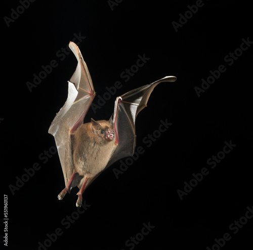 Seba's short-tailed bat (Carollia perspicillata) flying at night, Puntarenas, Costa Rica.