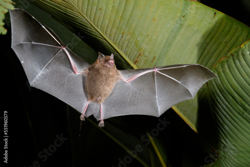 Seba's short-tailed bat (Carollia perspicillata) flying at night under heliconia leaves, Puntarenas, Costa Rica. photo