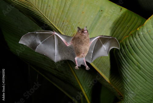 Seba's short-tailed bat (Carollia perspicillata) flying at night under heliconia leaves, Puntarenas, Costa Rica. photo
