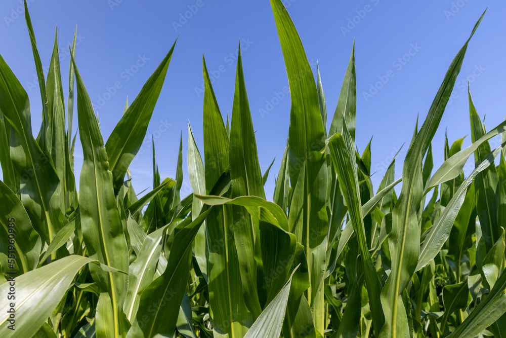 Green corn bushes in the field Green corn bushes in the field