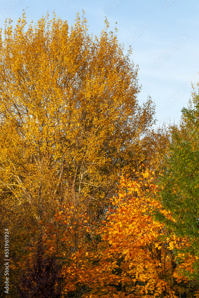 tree changes in the park in the autumn season