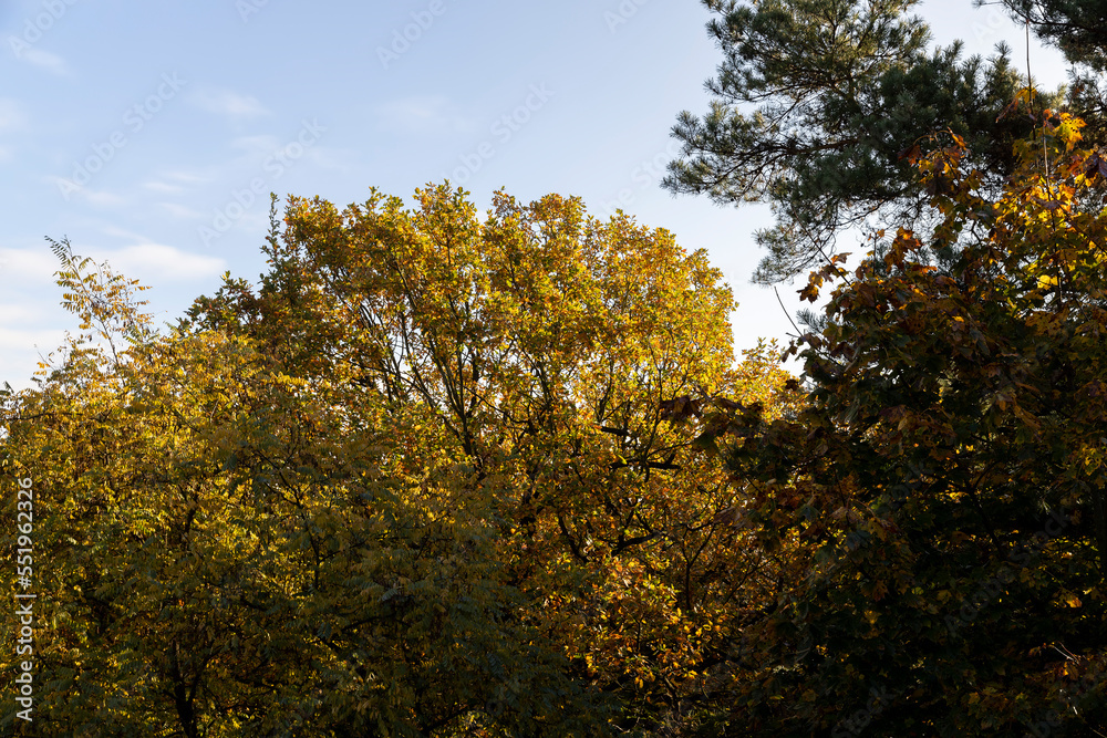Fototapeta premium Beautiful trees in the autumn season with colorful foliage