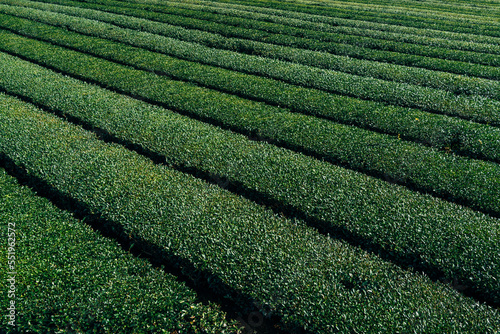 Rows of Green Tea plants in Jeju Island, South Korea photo