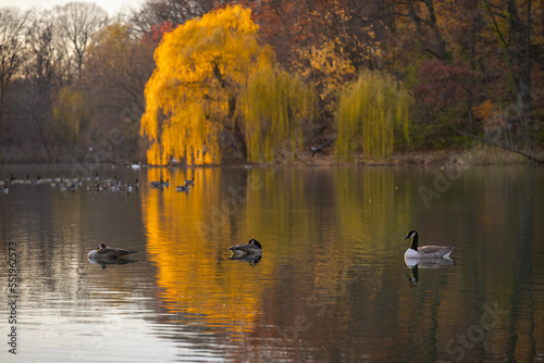 Geese rest in the lake with beautiful reflection of golden weeping willow tree 