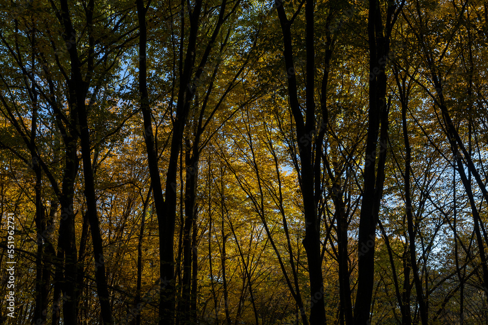 Obraz premium Autumn season in the park, the foliage