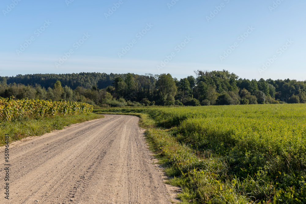 Unpaved road for cars with grass and sunflowers Unpaved road for cars with grass and sunflowers