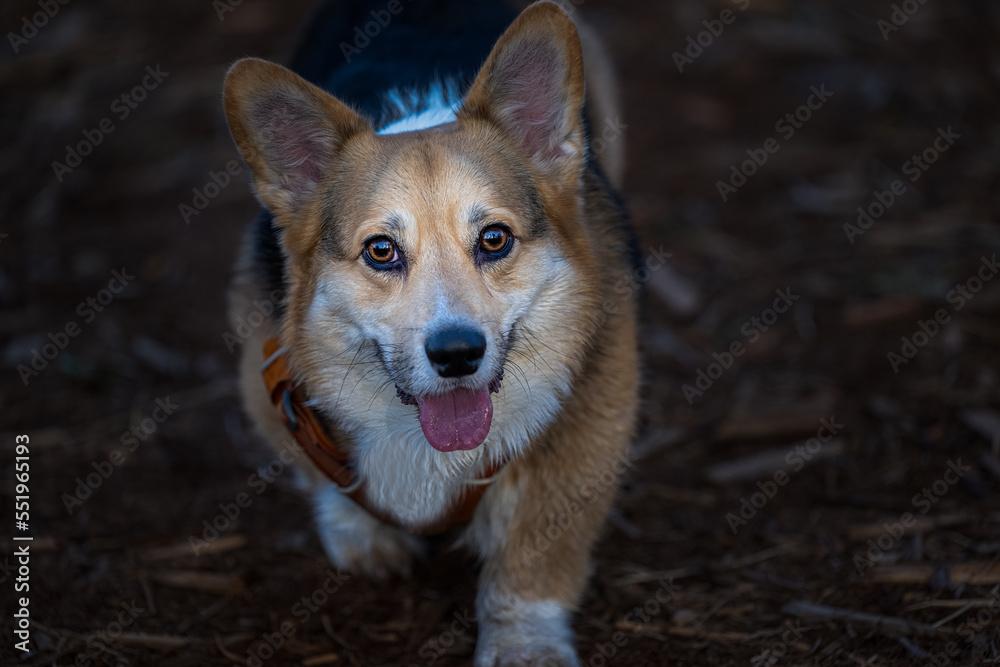 2022-12-06 CLOSE UP OF A CORGI WITH NICE EYES AND OPEN MOUTH WITH A BLURRY BACKGROUND AT MARYMOOR OFF LEASH DOG PARK -