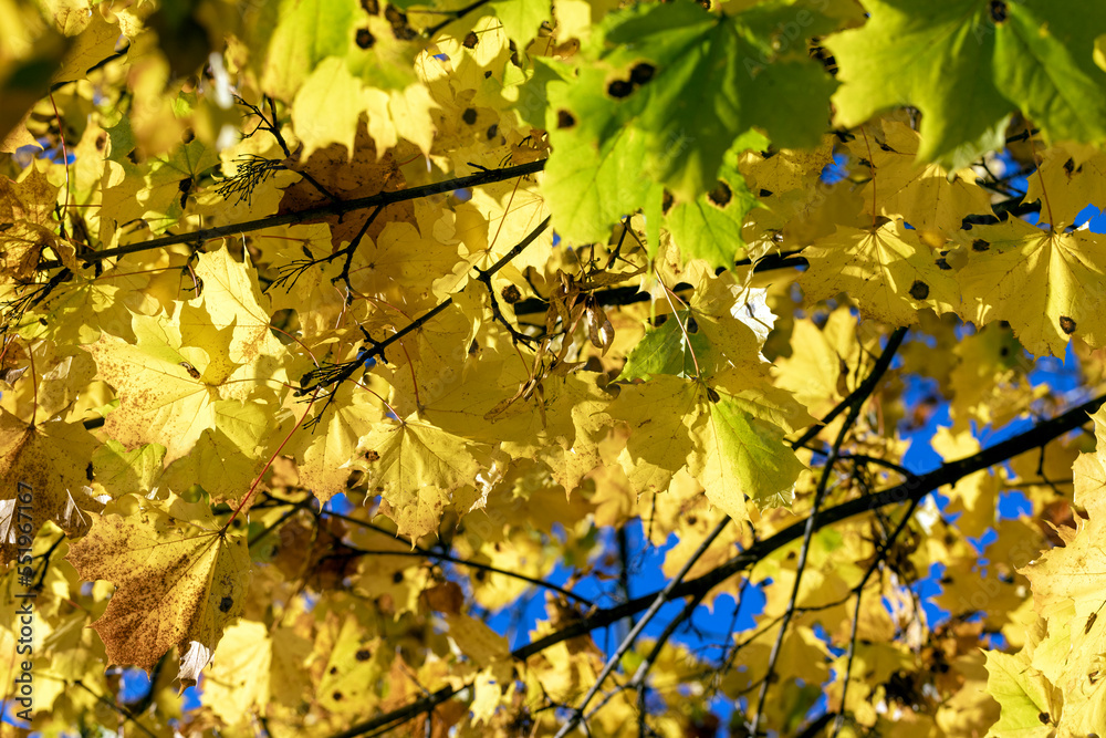 Autumn colorful foliage of maples during leaf fall Autumn colorful foliage of maples during leaf fall