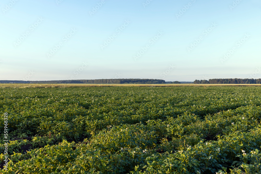 Potato field with green plants