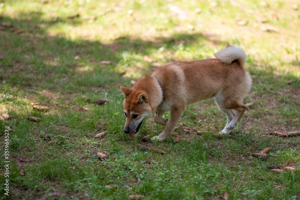 Shiba inu red color walks on green grass