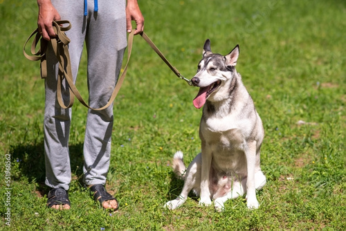 Gray husky, sticking out his tongue, sits on the green grass next to the owner