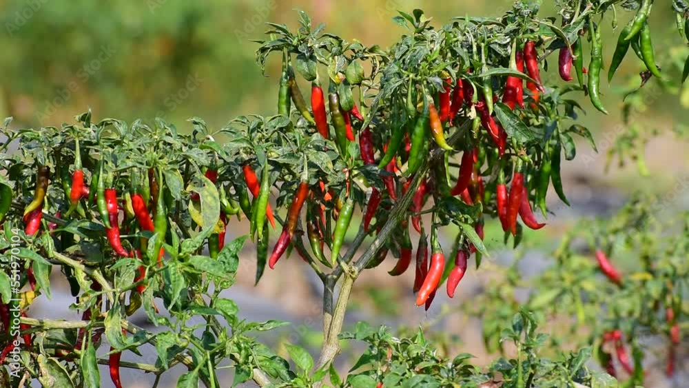 A lot of chili on a chilli plant .chili peppers ready to the fields. Chilli plant in the garden, Organic chillies vegetable  plantigen.