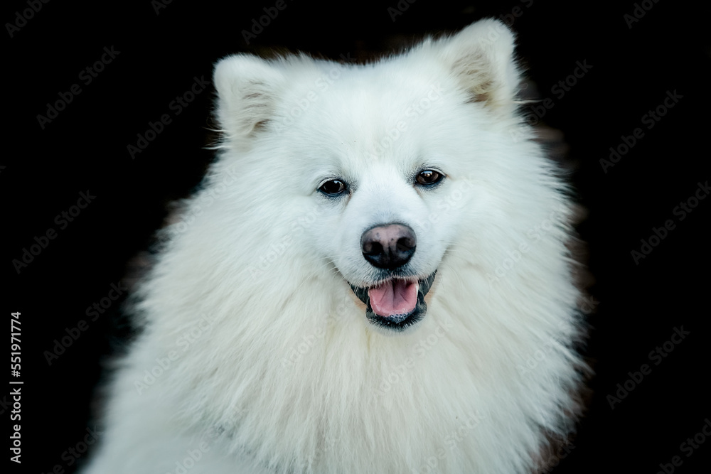 Fototapeta premium white happy fluffy japanese spitz on isoalted over black background. High quality photo